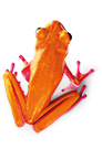 Orange frog