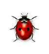 red and black ladybug insect