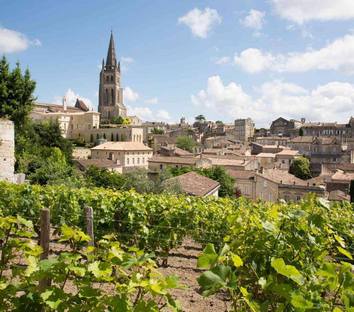 Vineyard with town in the background