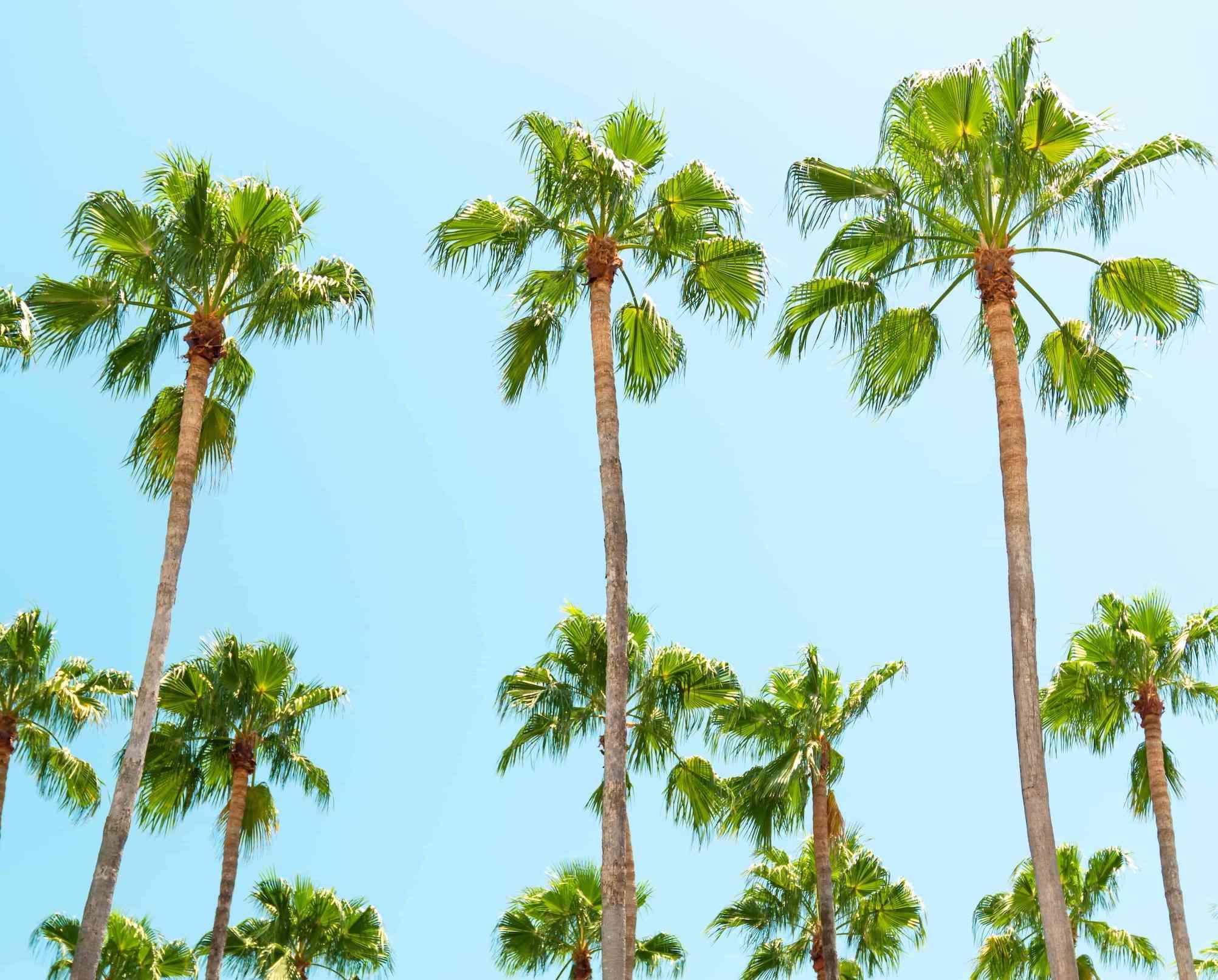palm trees and light blue sky