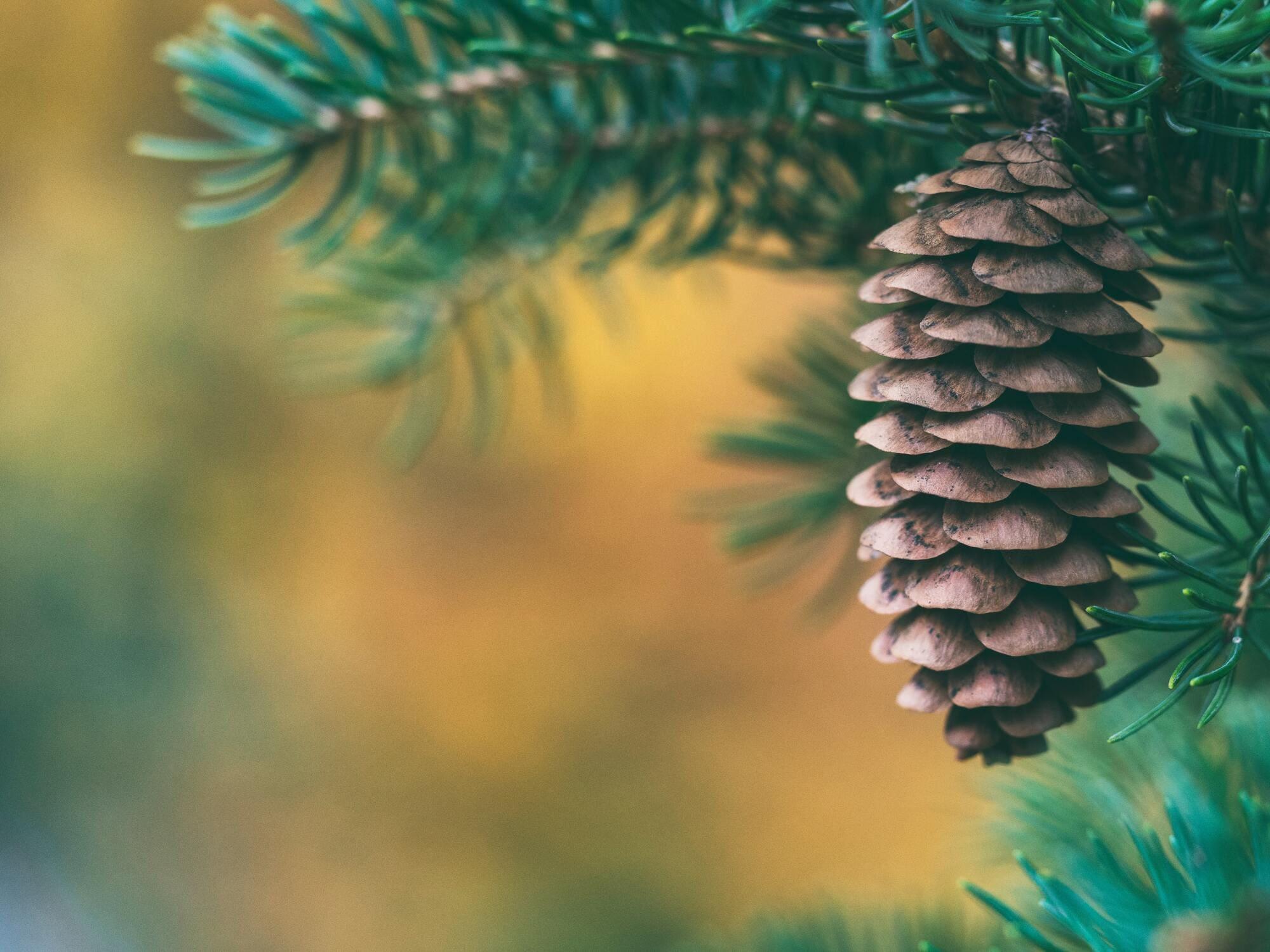Pine Cone hanging from A Christmas tree
