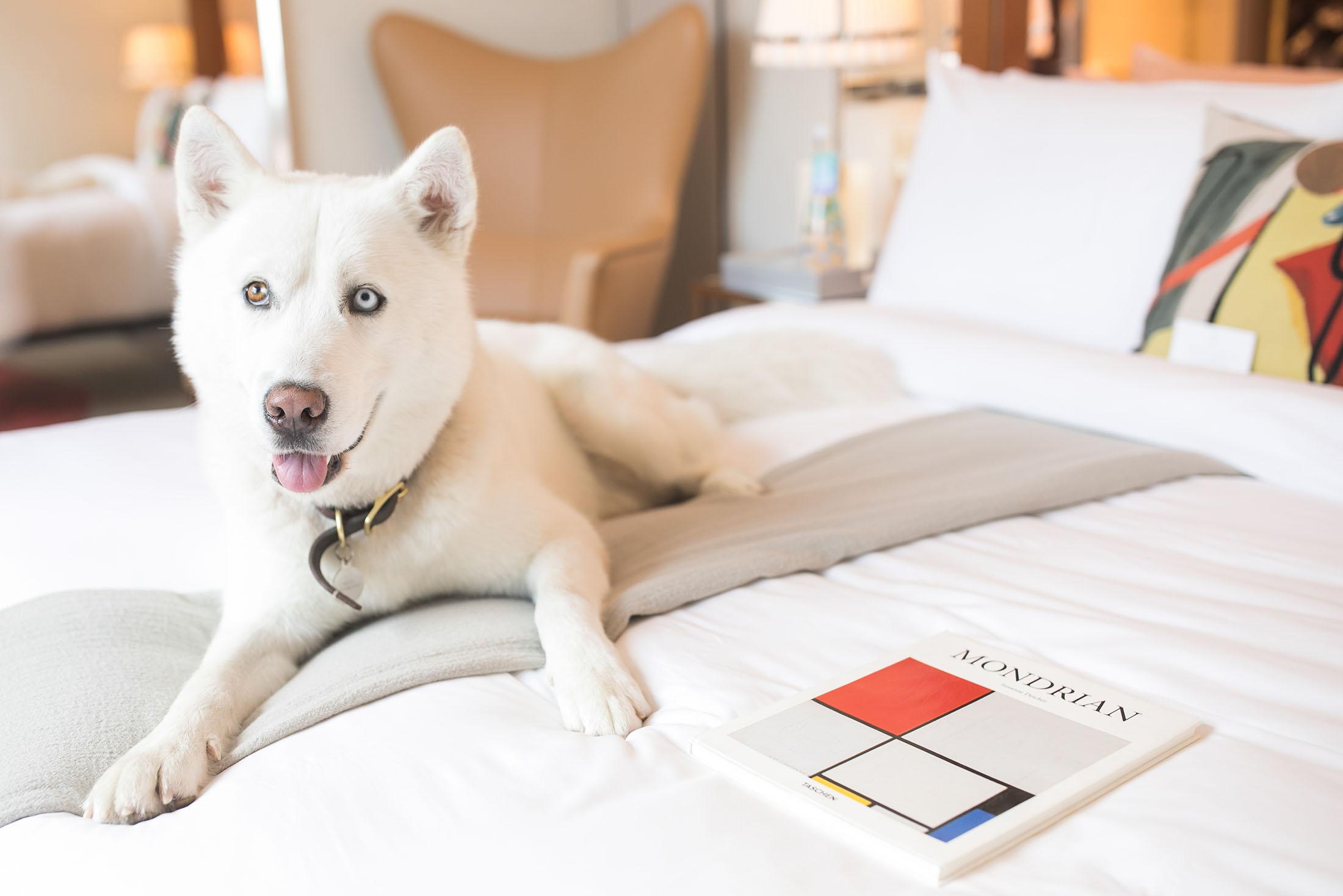 A white dog laying on a hotel bed